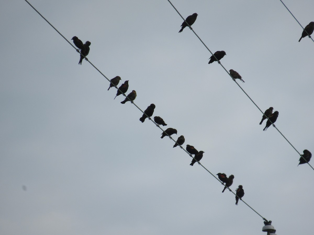 Brown-headed Cowbird - ML485053651