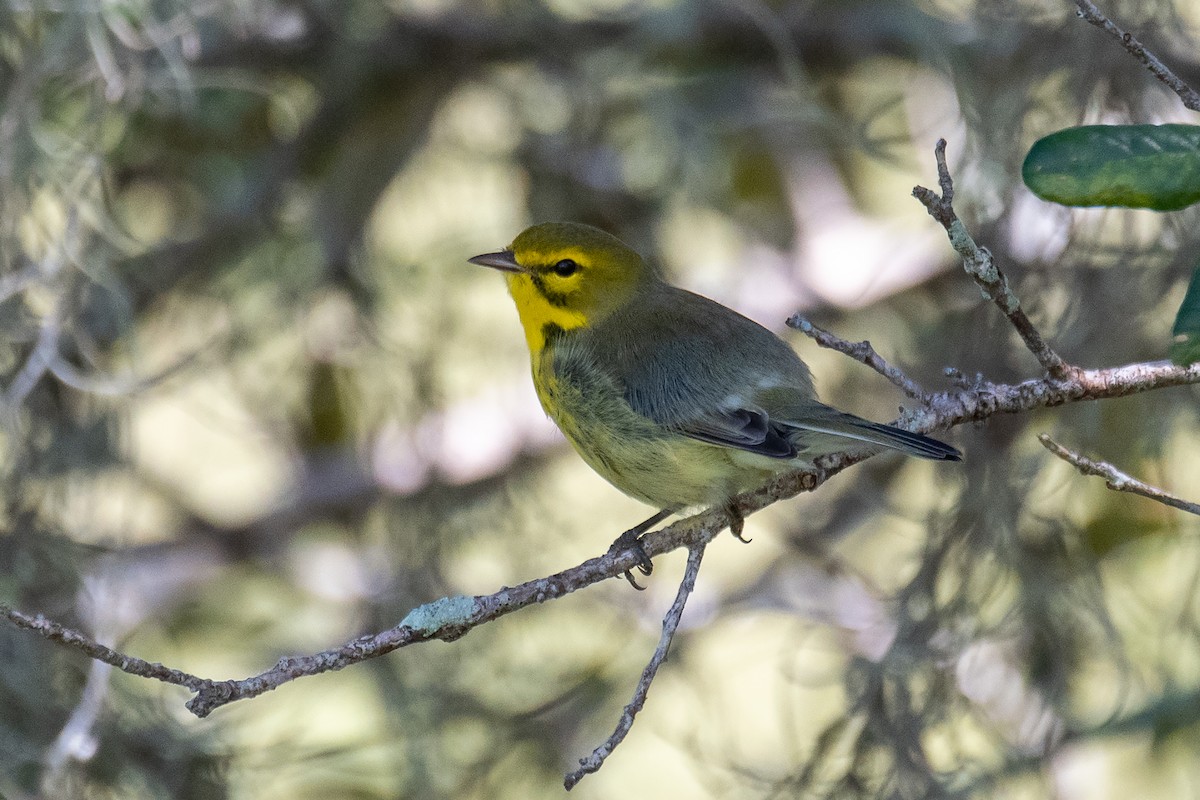 Prairie Warbler - Kathy S. Prindle