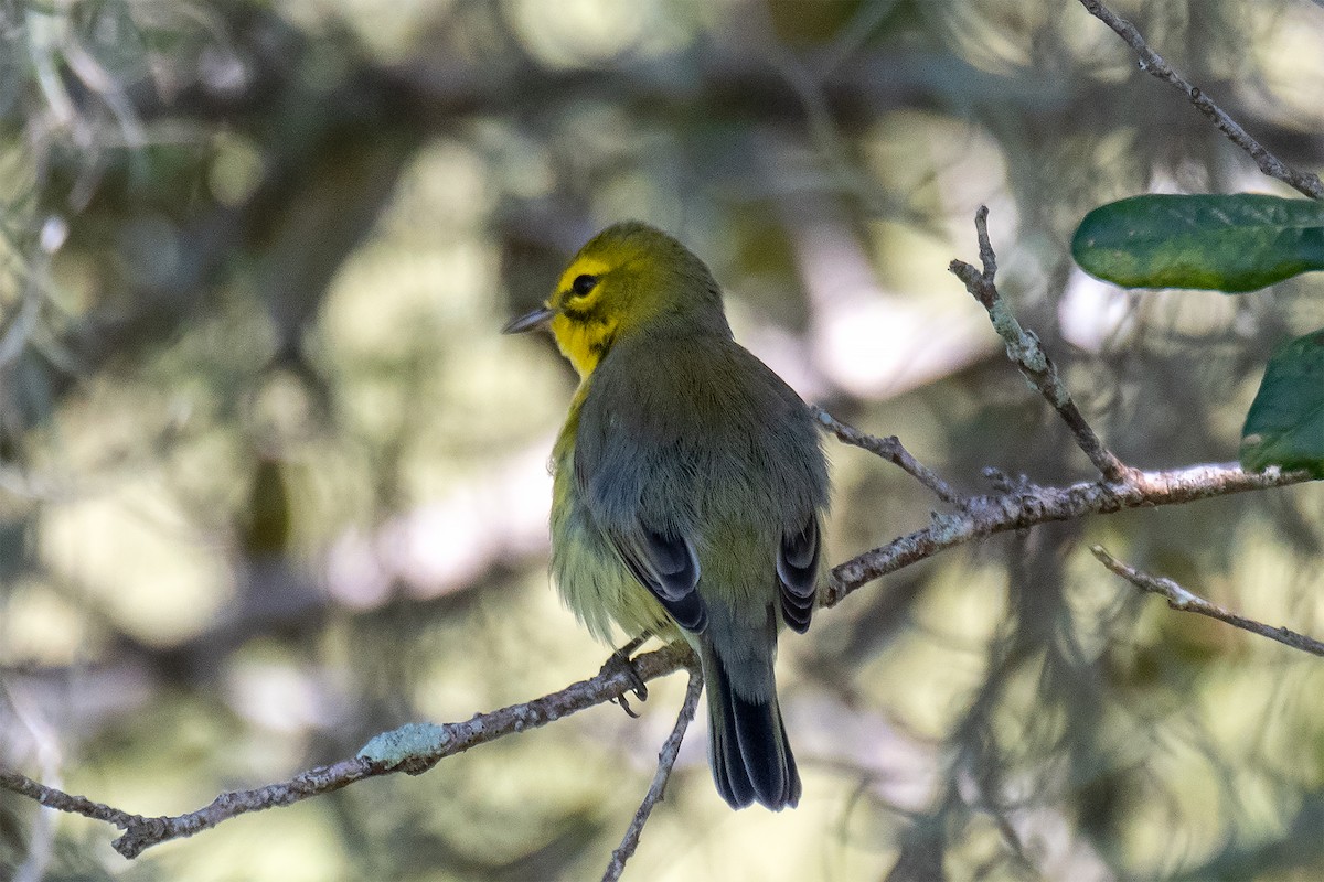 Prairie Warbler - ML485053971