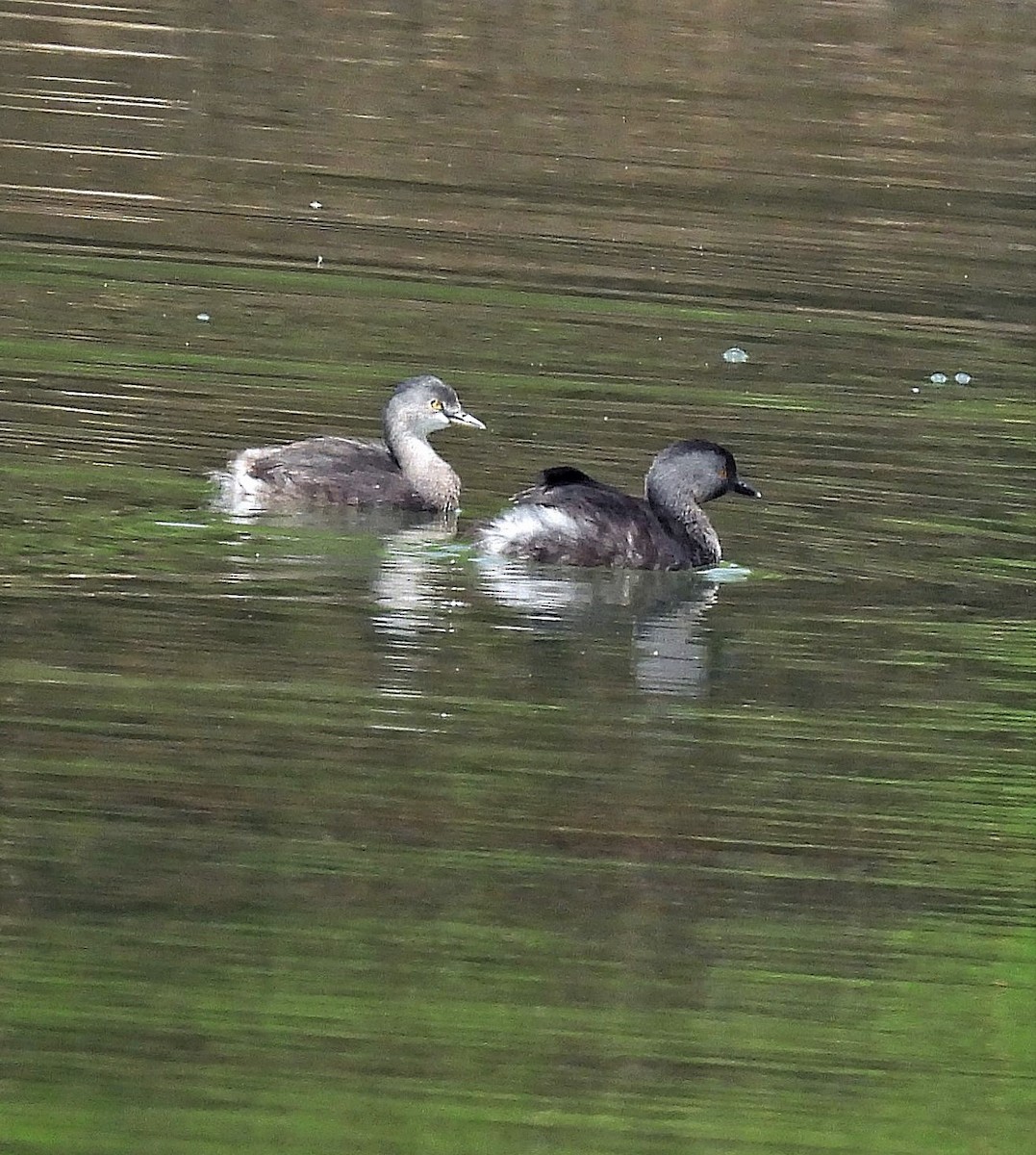 Least Grebe - ML485054931