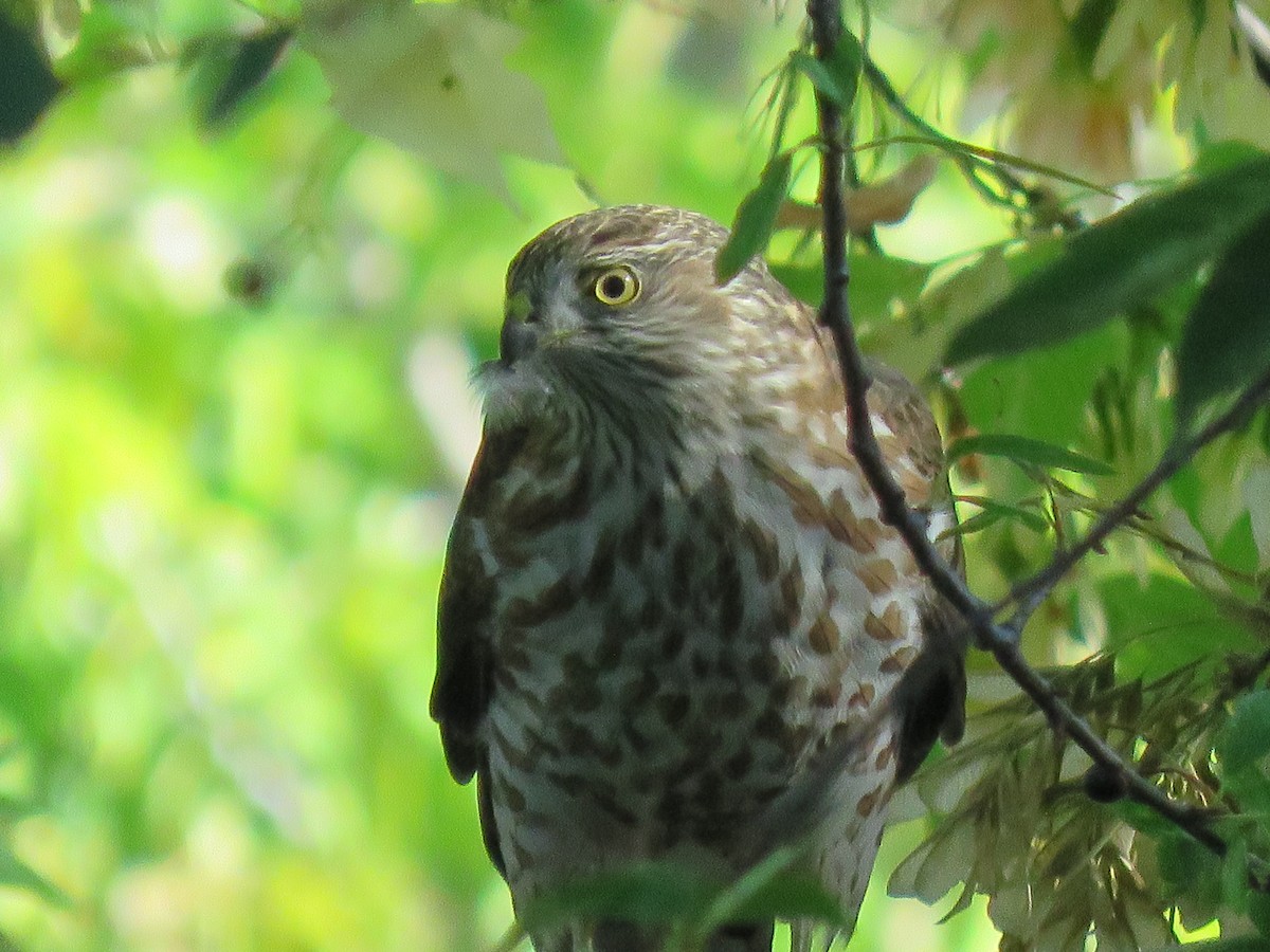 Sharp-shinned Hawk - ML485055051