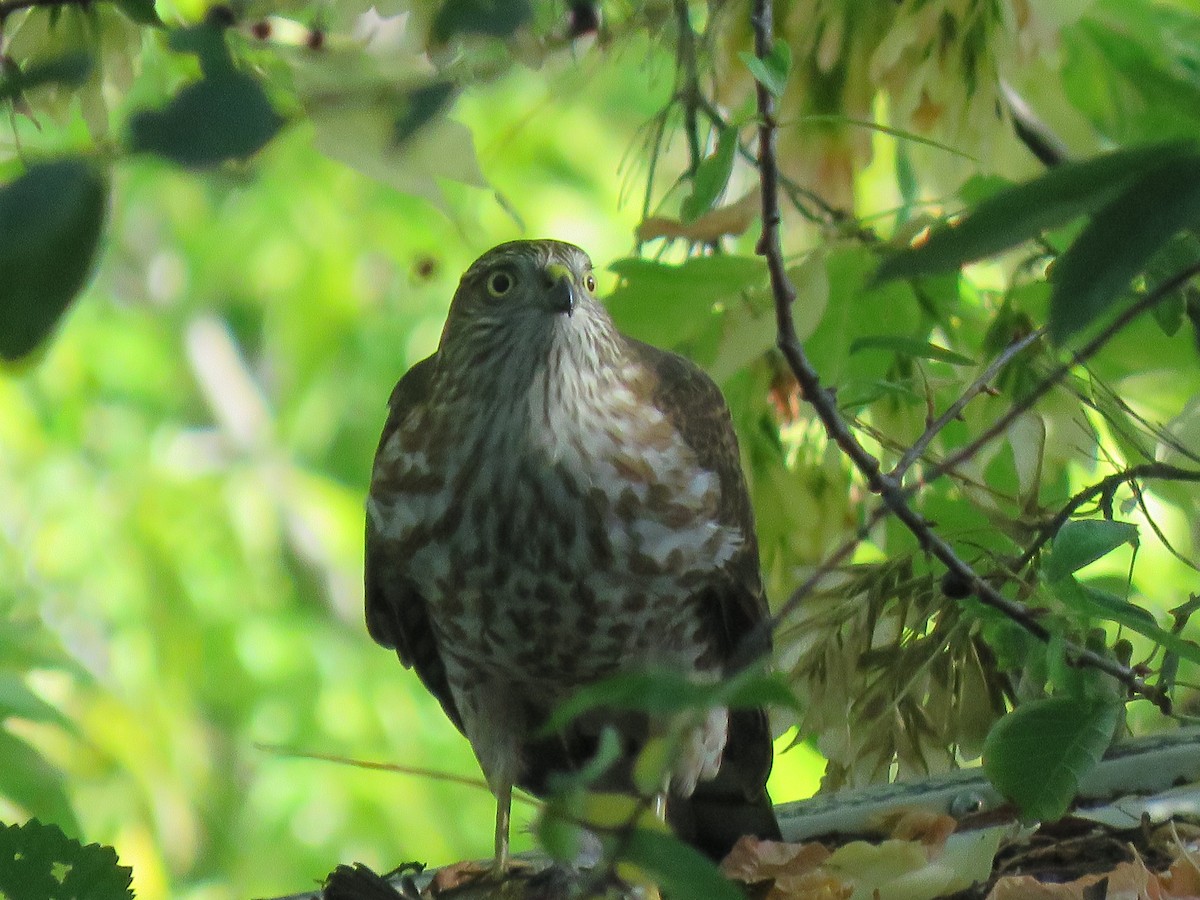 Sharp-shinned Hawk - ML485055071