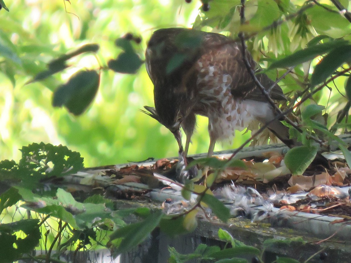 Sharp-shinned Hawk - ML485055271