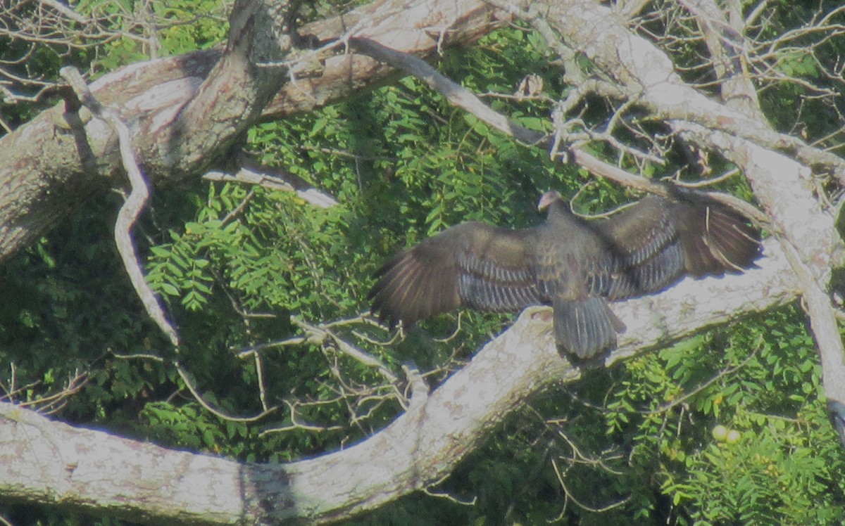 Turkey Vulture - ML485058011