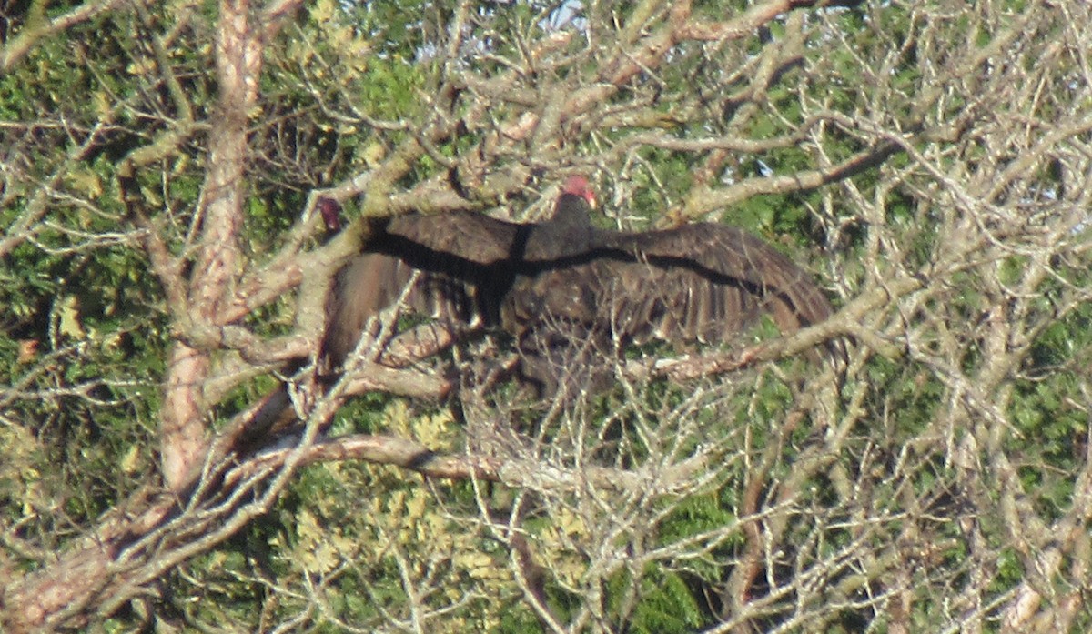 Turkey Vulture - ML485058031