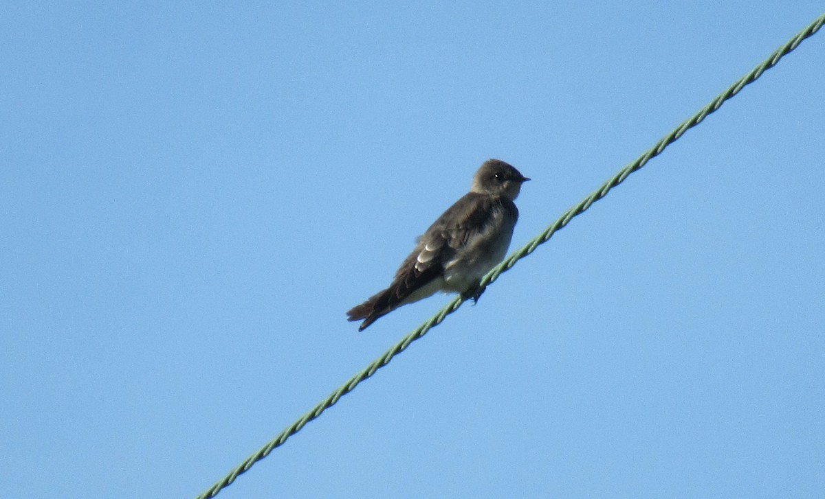 Northern Rough-winged Swallow - ML485058411