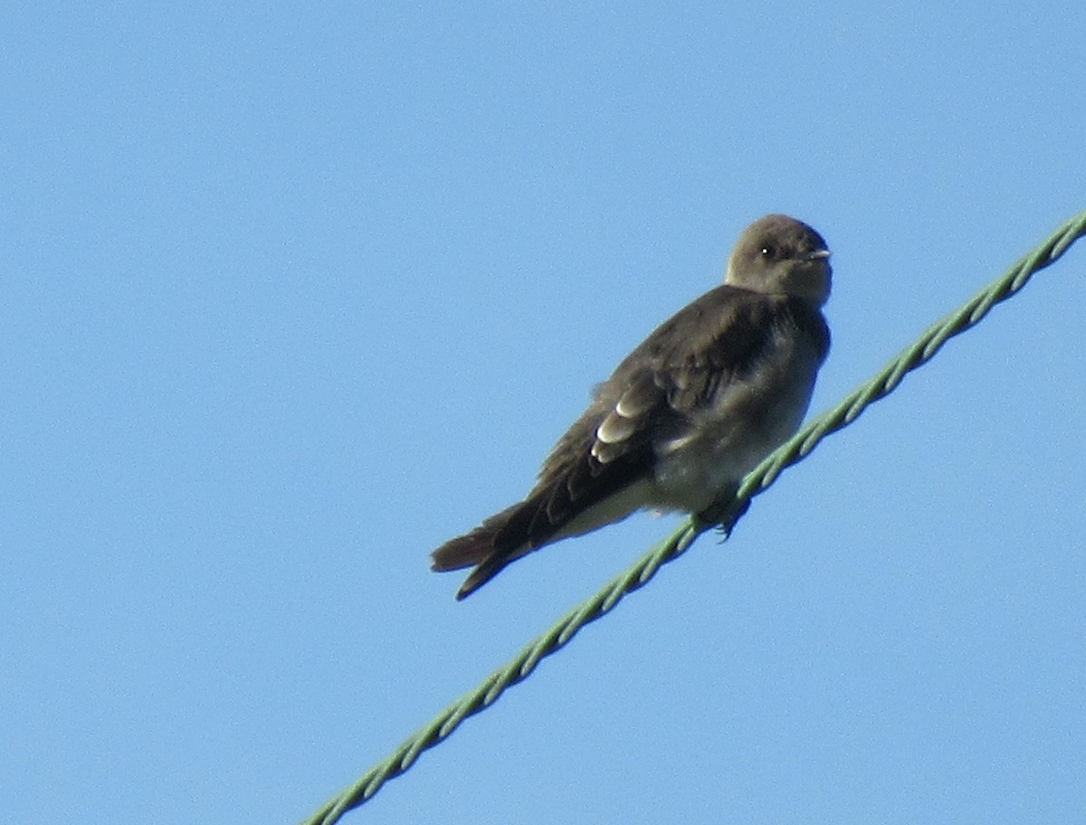 Northern Rough-winged Swallow - ML485058421