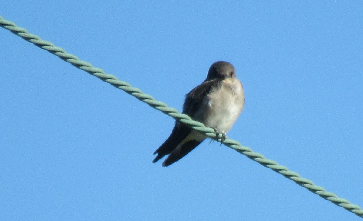 Golondrina Aserrada - ML485058431