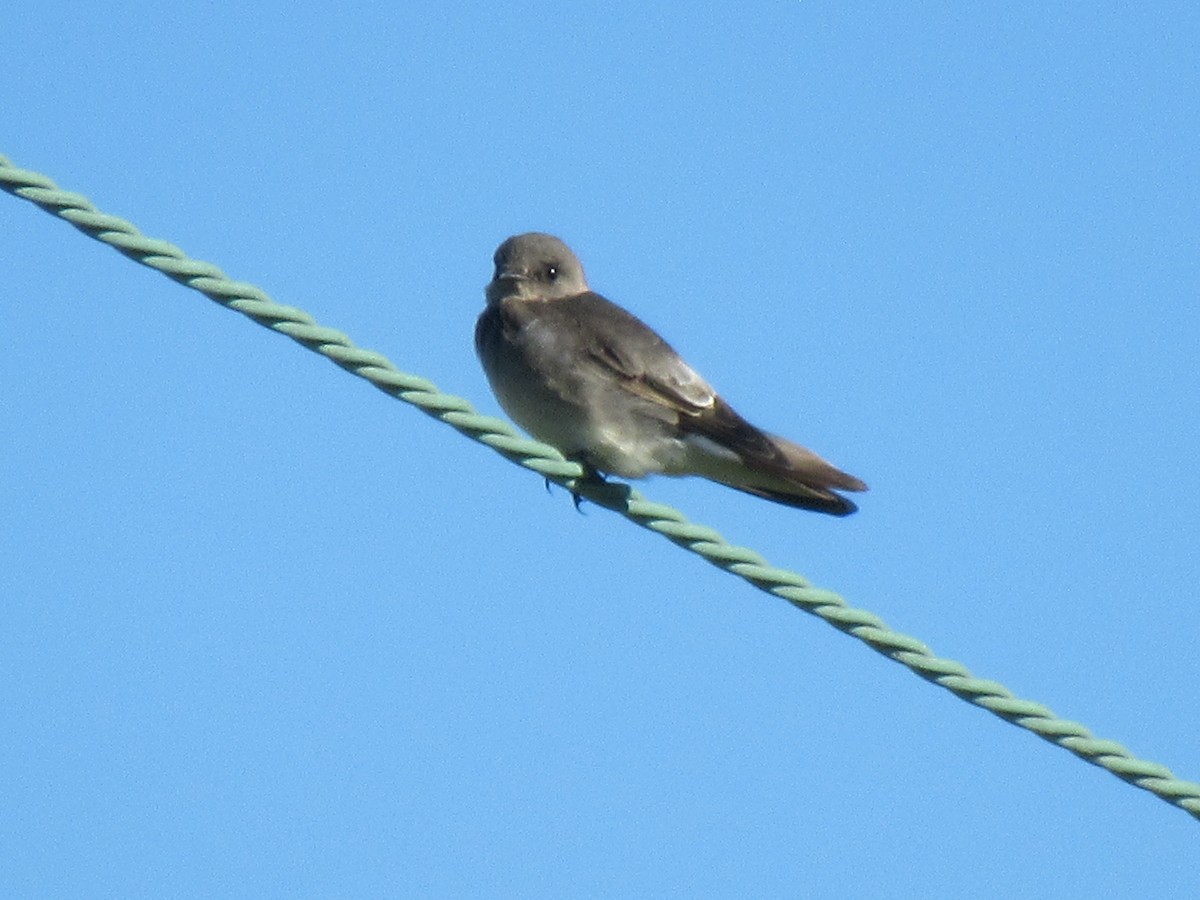 Northern Rough-winged Swallow - ML485058441