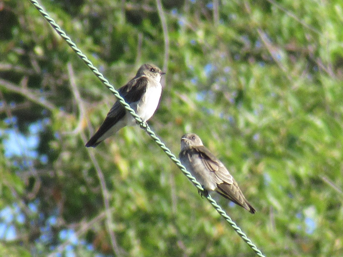 Northern Rough-winged Swallow - ML485058451