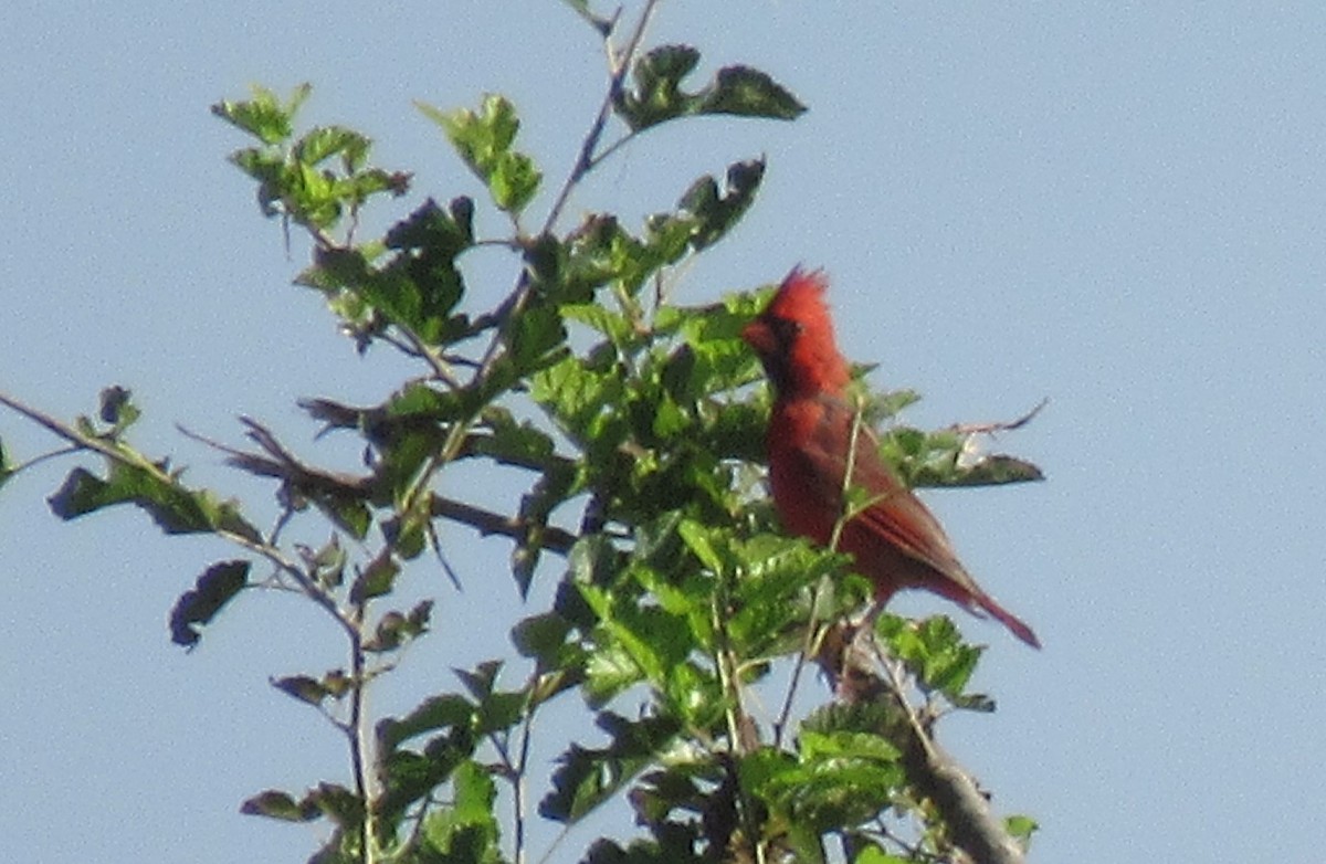 Northern Cardinal - ML485059151