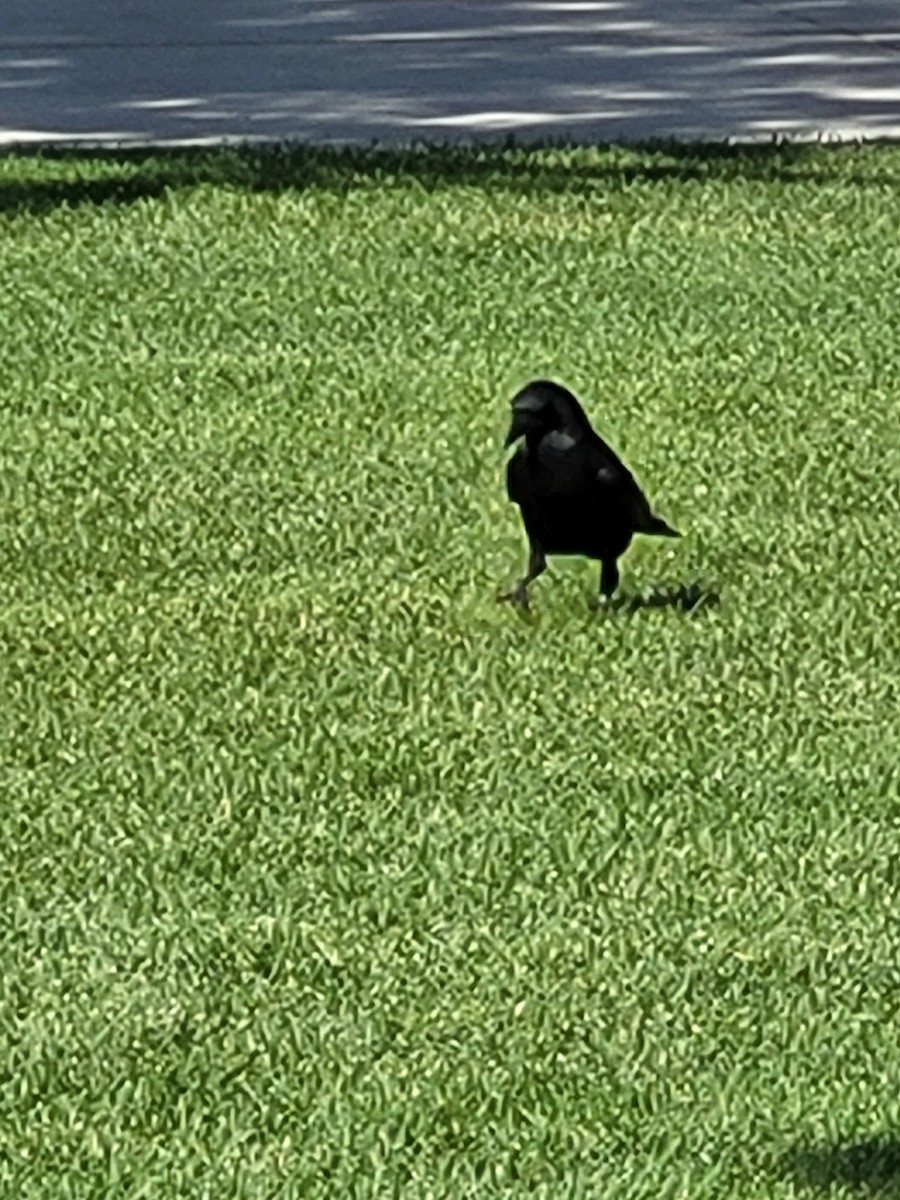 American Crow - ML485059221