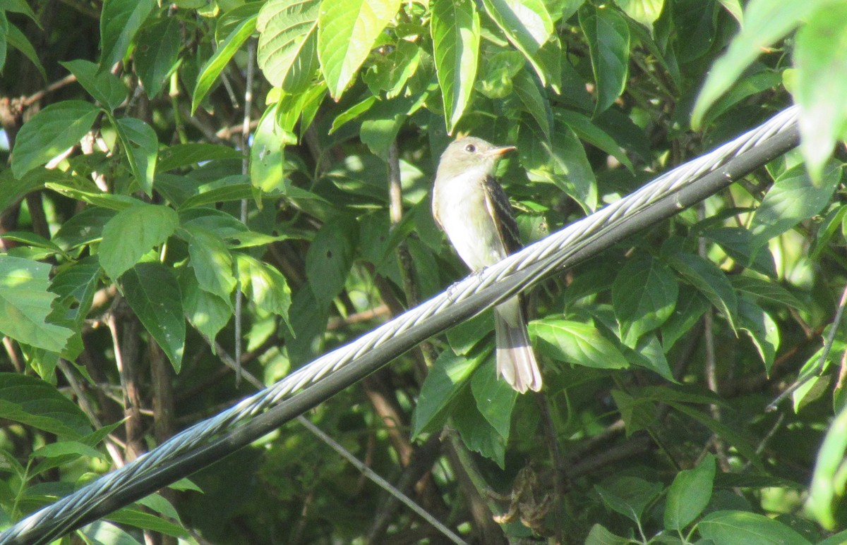 Willow Flycatcher - ML485060671