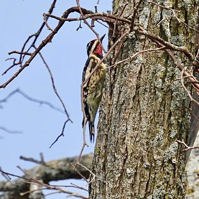 Yellow-bellied Sapsucker - ML485060801