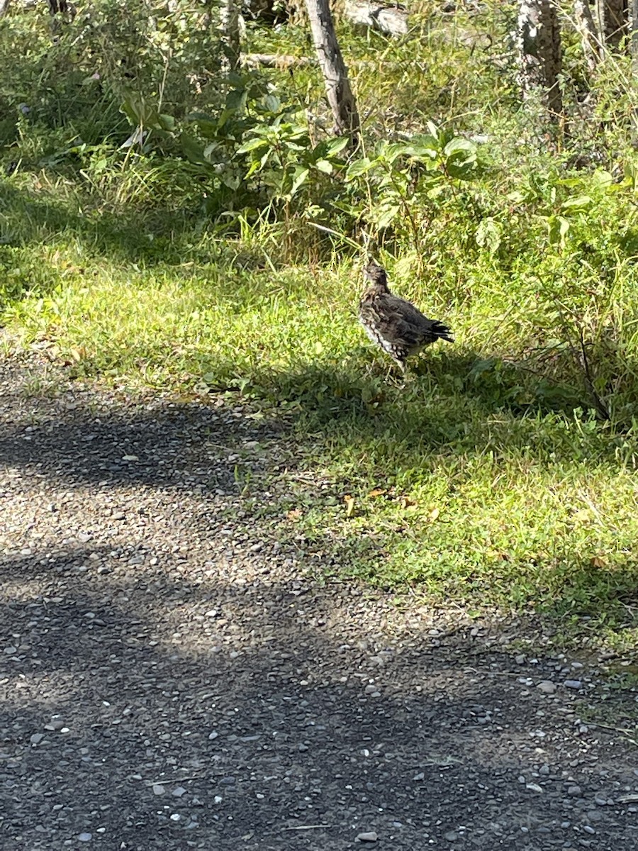 Ruffed Grouse - ML485061241