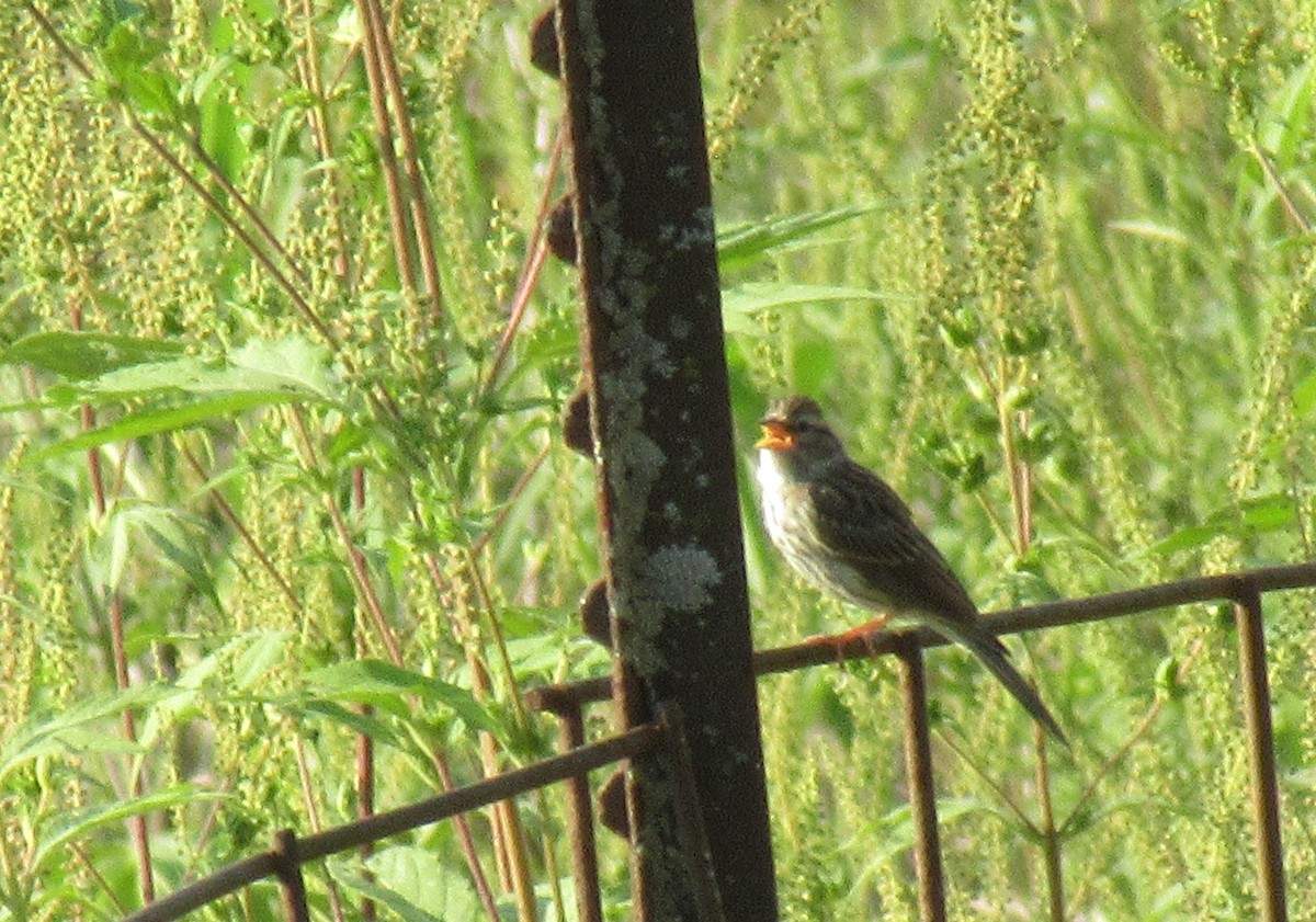 Chipping Sparrow - ML485061281