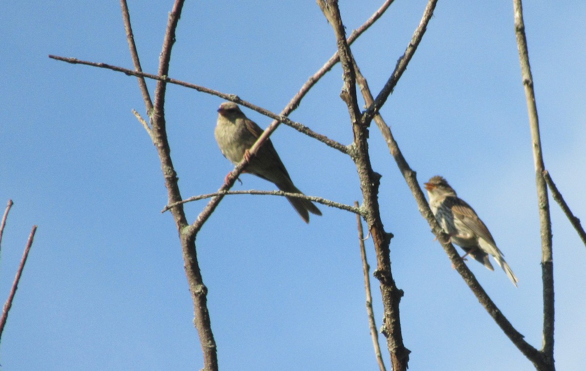 Chipping Sparrow - ML485061291