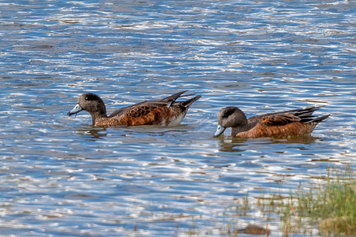 American Wigeon - ML485061361