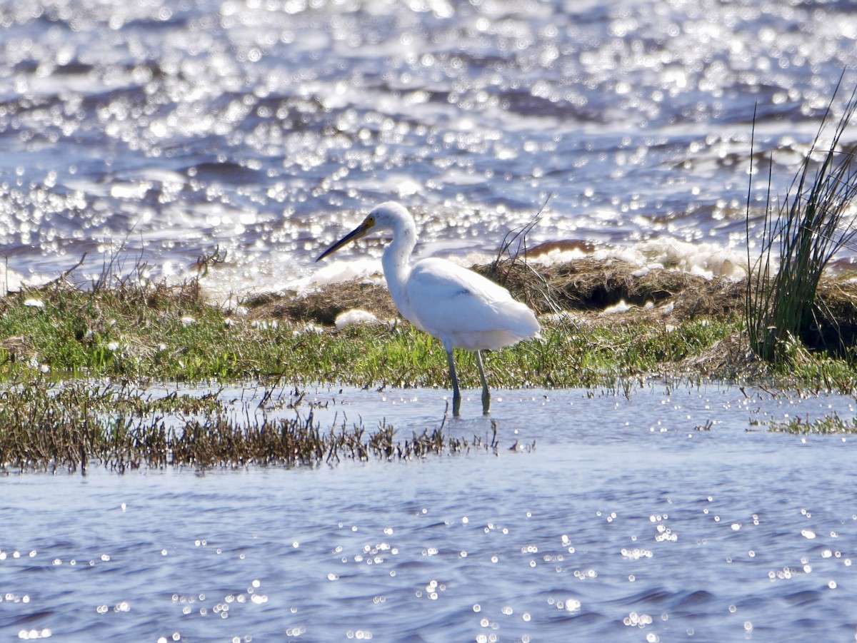 Little Egret - ML485062051