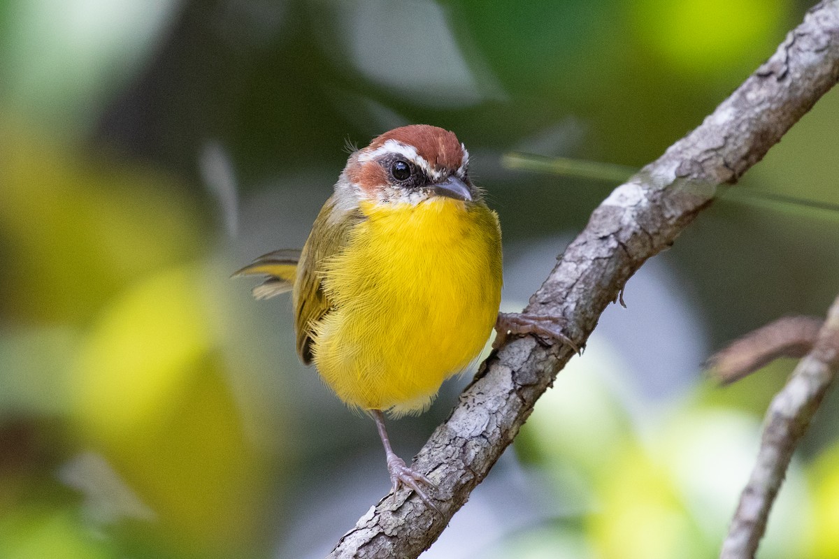 Rufous-capped Warbler (salvini) - ML485062481