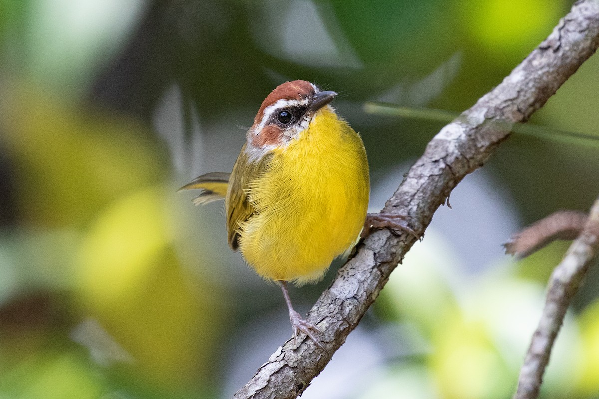 Rufous-capped Warbler (salvini) - ML485062501