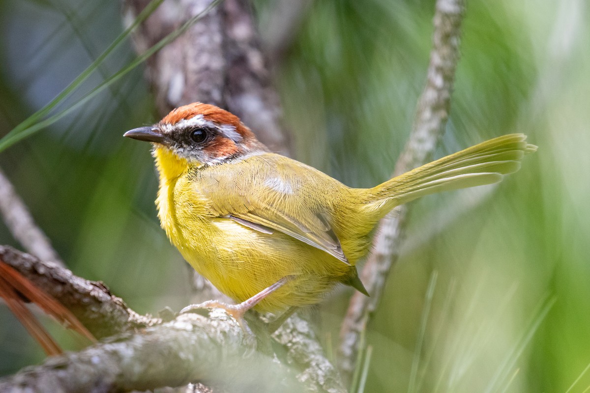 Rufous-capped Warbler (salvini) - ML485062531