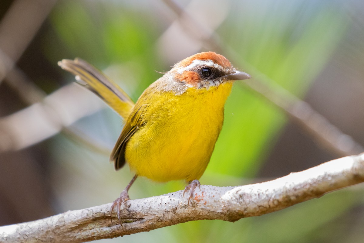 Rufous-capped Warbler (salvini) - ML485062541