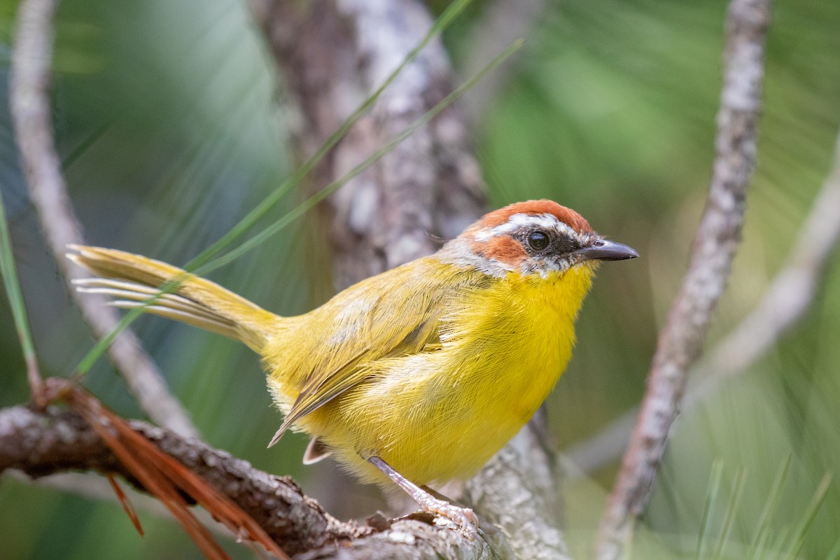 Rufous-capped Warbler (salvini) - ML485062551