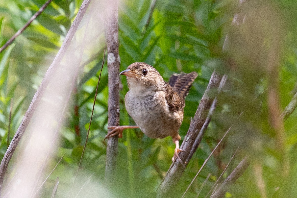 Grass Wren (Northern) - Xiaoni Xu