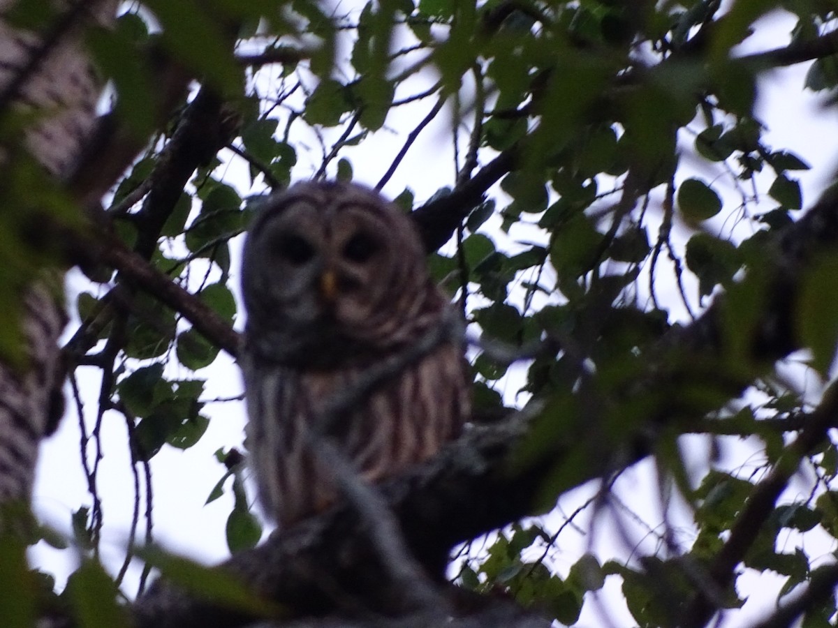 Barred Owl - ML485063711