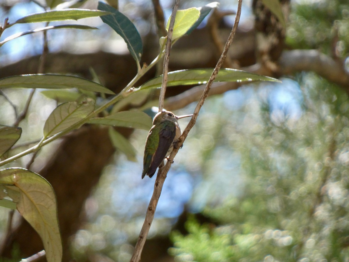 Calliope Hummingbird - ML485063941
