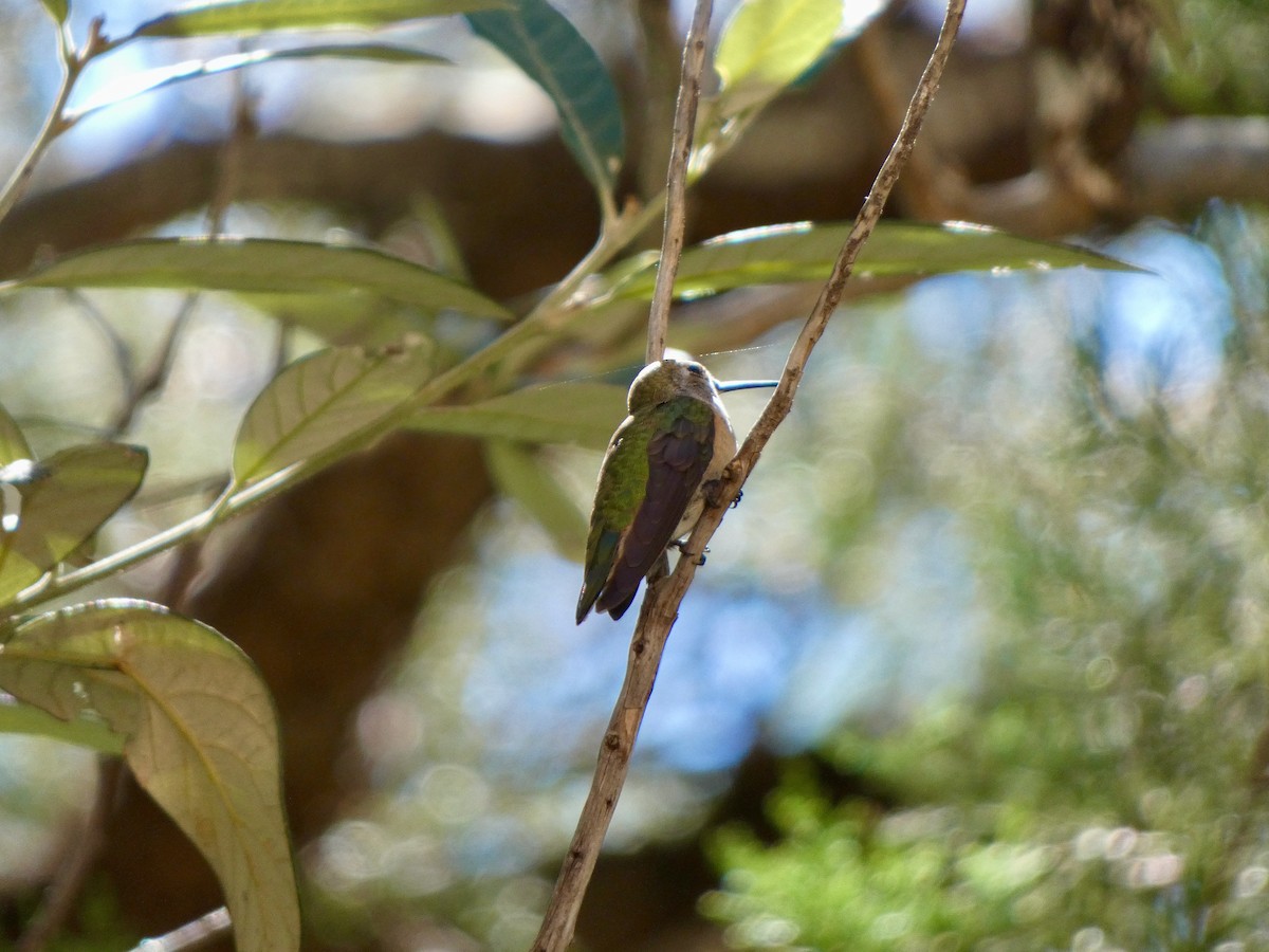 Calliope Hummingbird - ML485063951