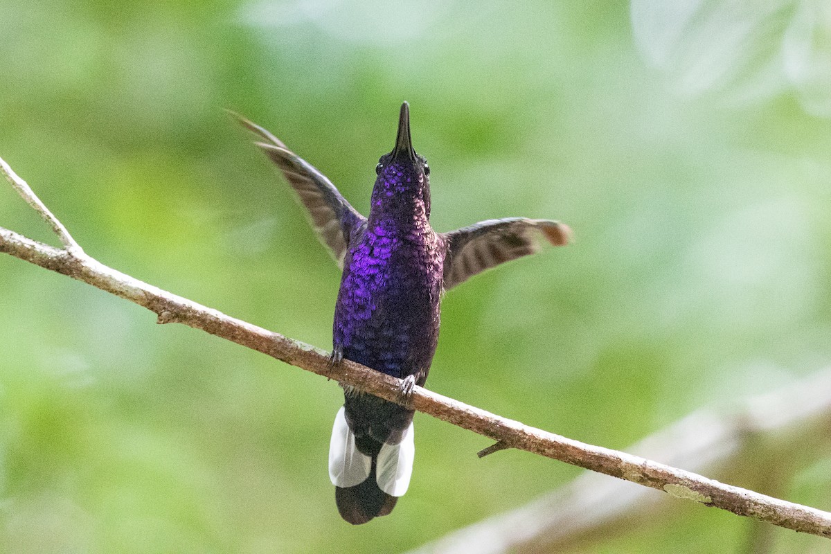 Violet Sabrewing - Xiaoni Xu