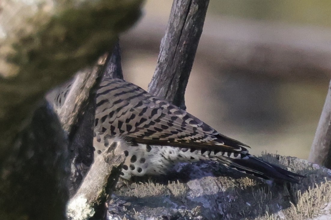 Carpintero Escapulario (auratus/luteus) - ML485066241