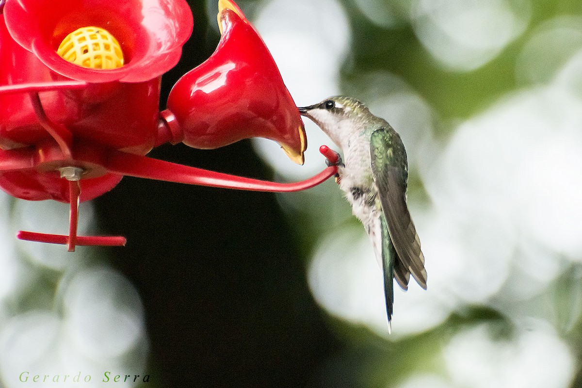 Blue-tufted Starthroat - ML48507001