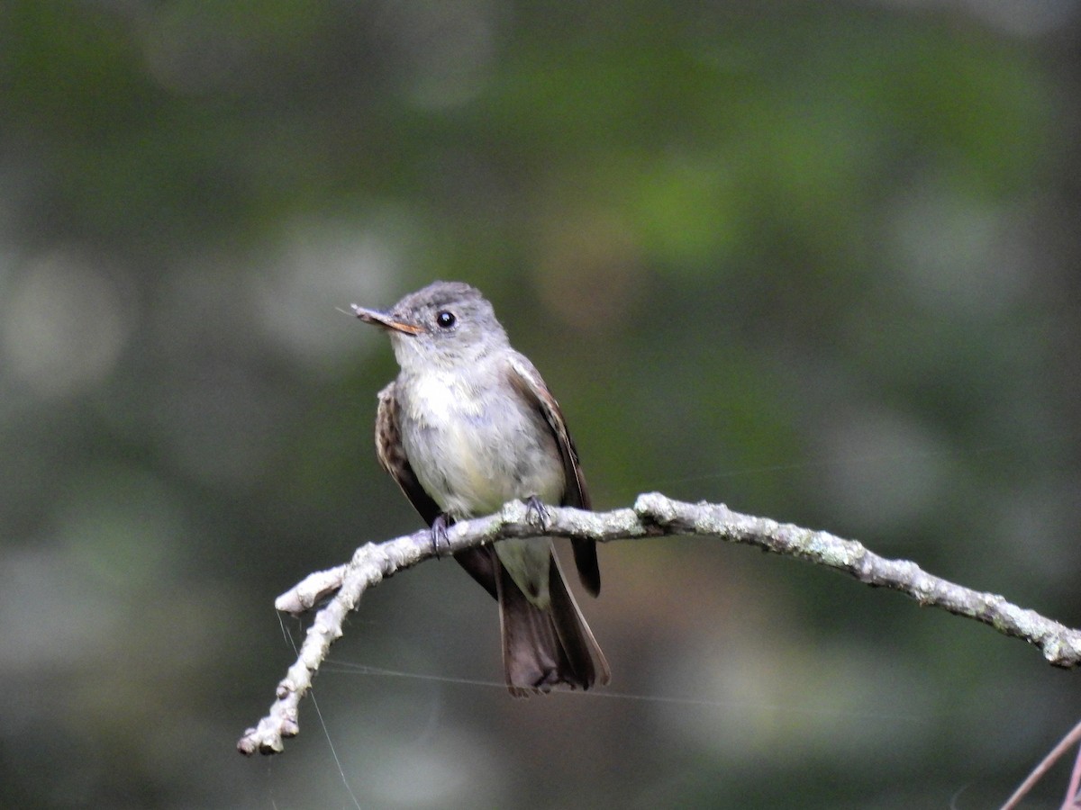 Eastern Wood-Pewee - ML485071511