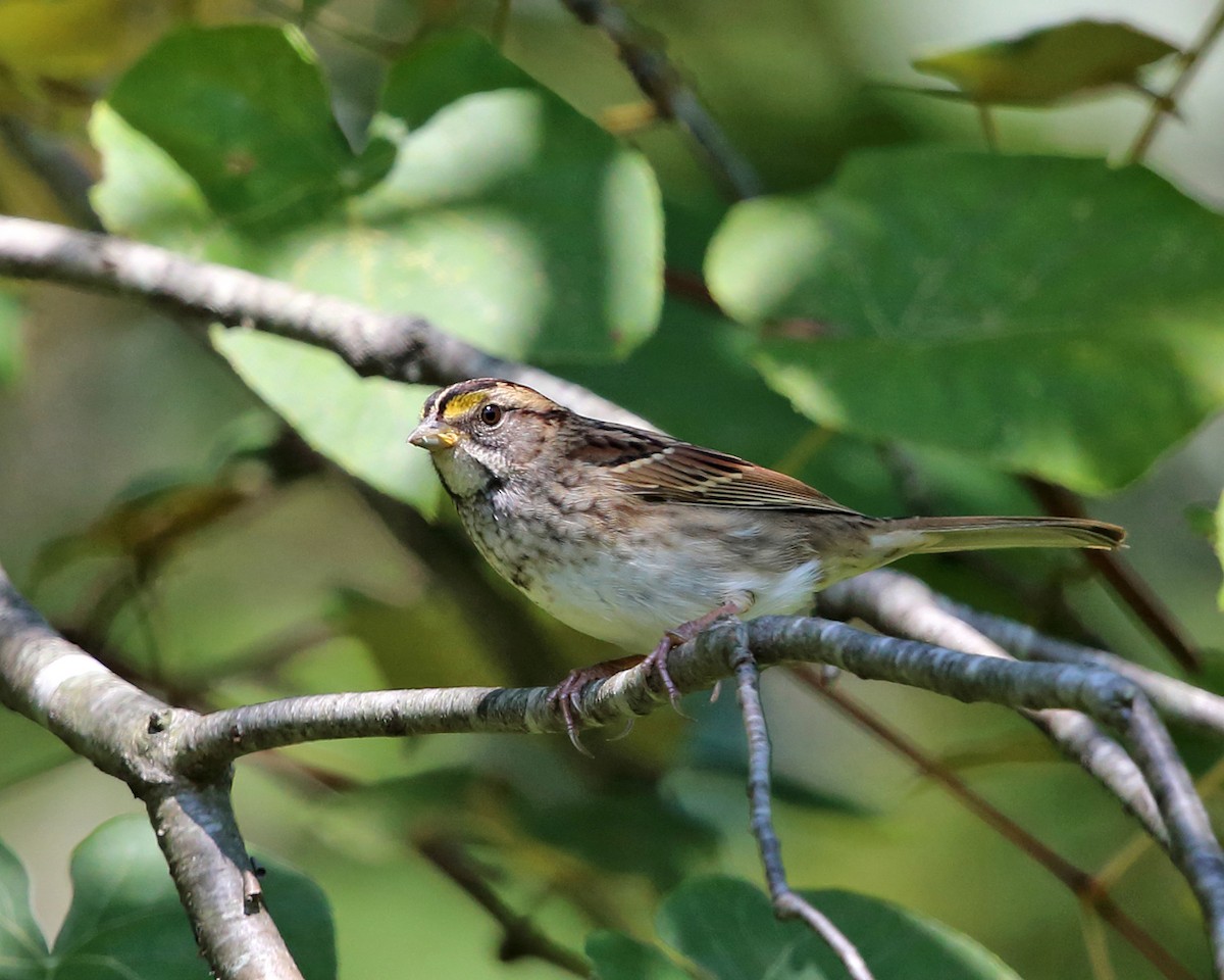 White-throated Sparrow - ML485071861