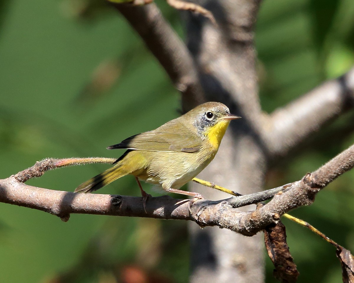 Common Yellowthroat - Tom Murray