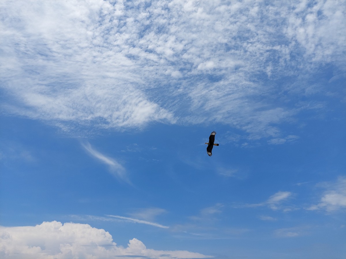 Crested Caracara - ML485072801