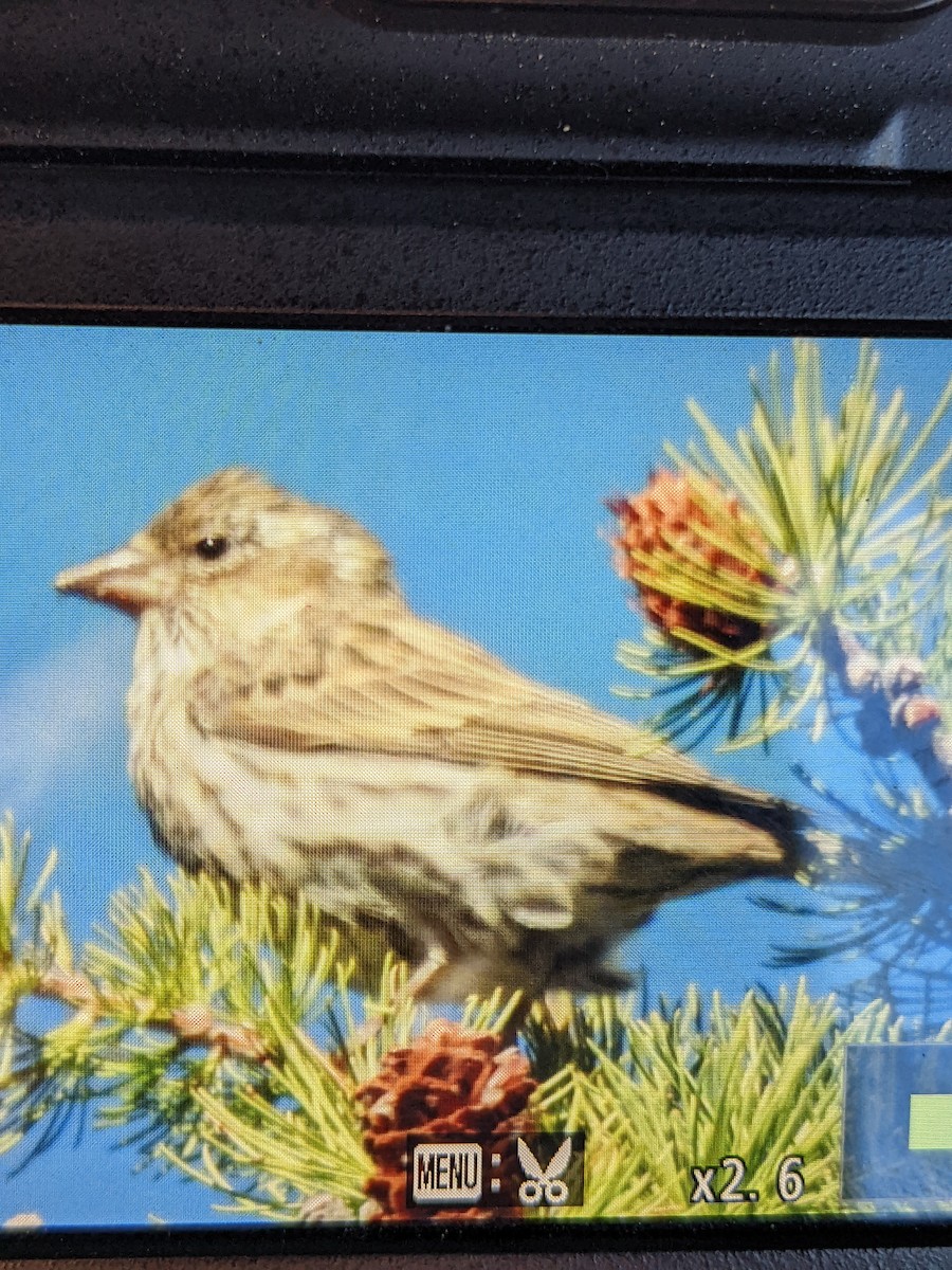 Cassin's Finch - ML485072811