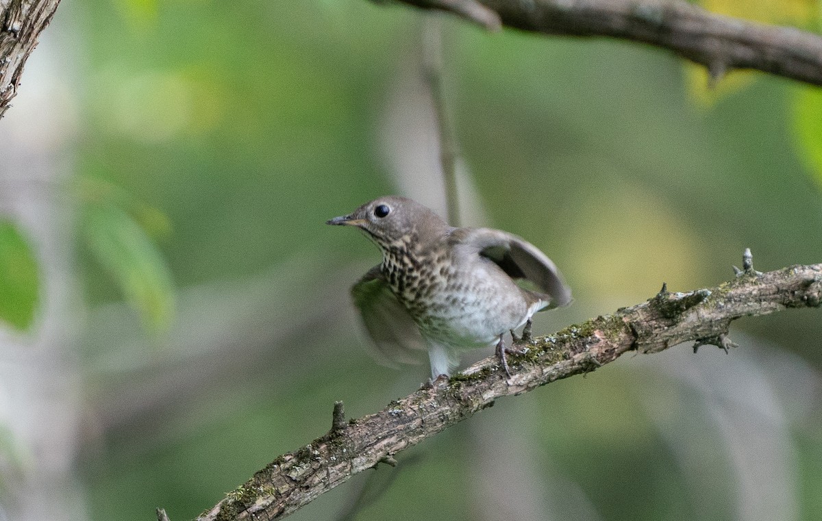 Gray-cheeked Thrush - ML485072911