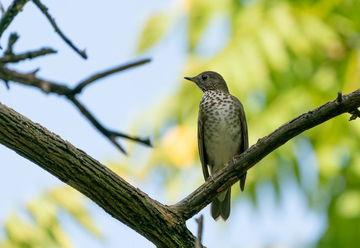 Gray-cheeked Thrush - ML485072921