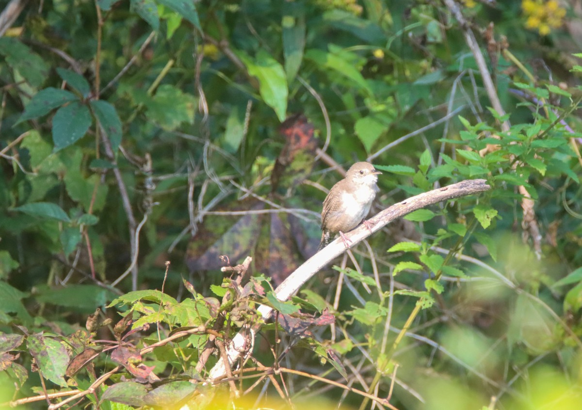 House Wren - ML485075251