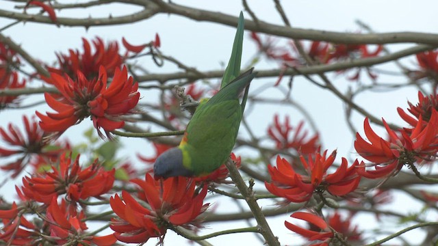 Rainbow Lorikeet - ML485075871