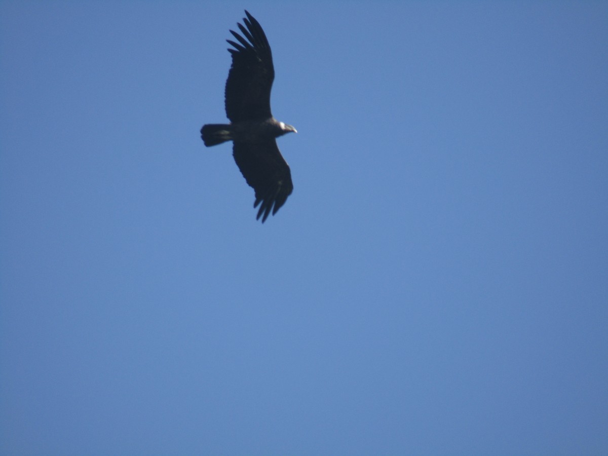 Andean Condor - ML485076541