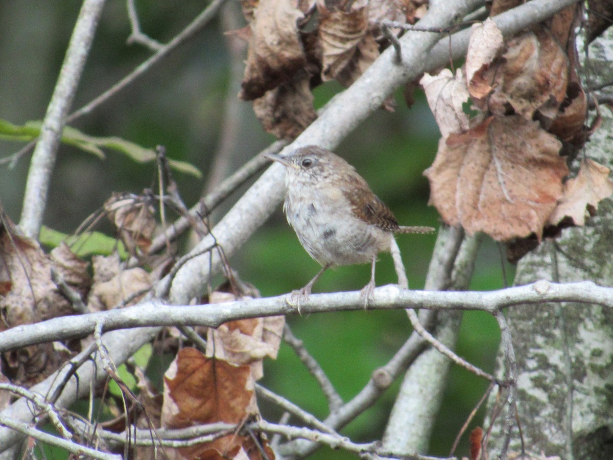 House Wren - ML485076811