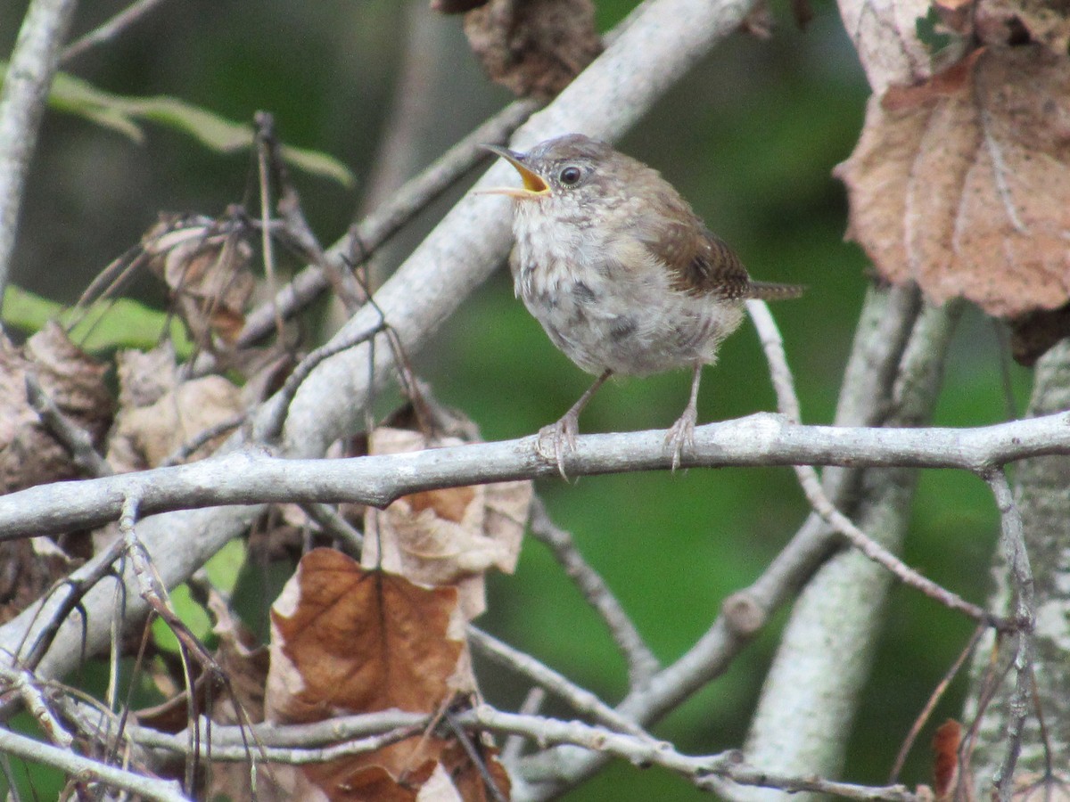 House Wren - ML485076861