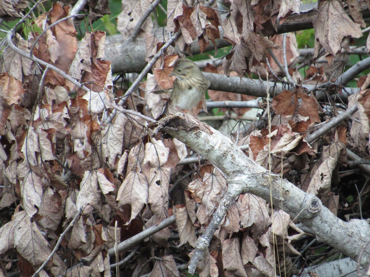 Lincoln's Sparrow - ML485077041