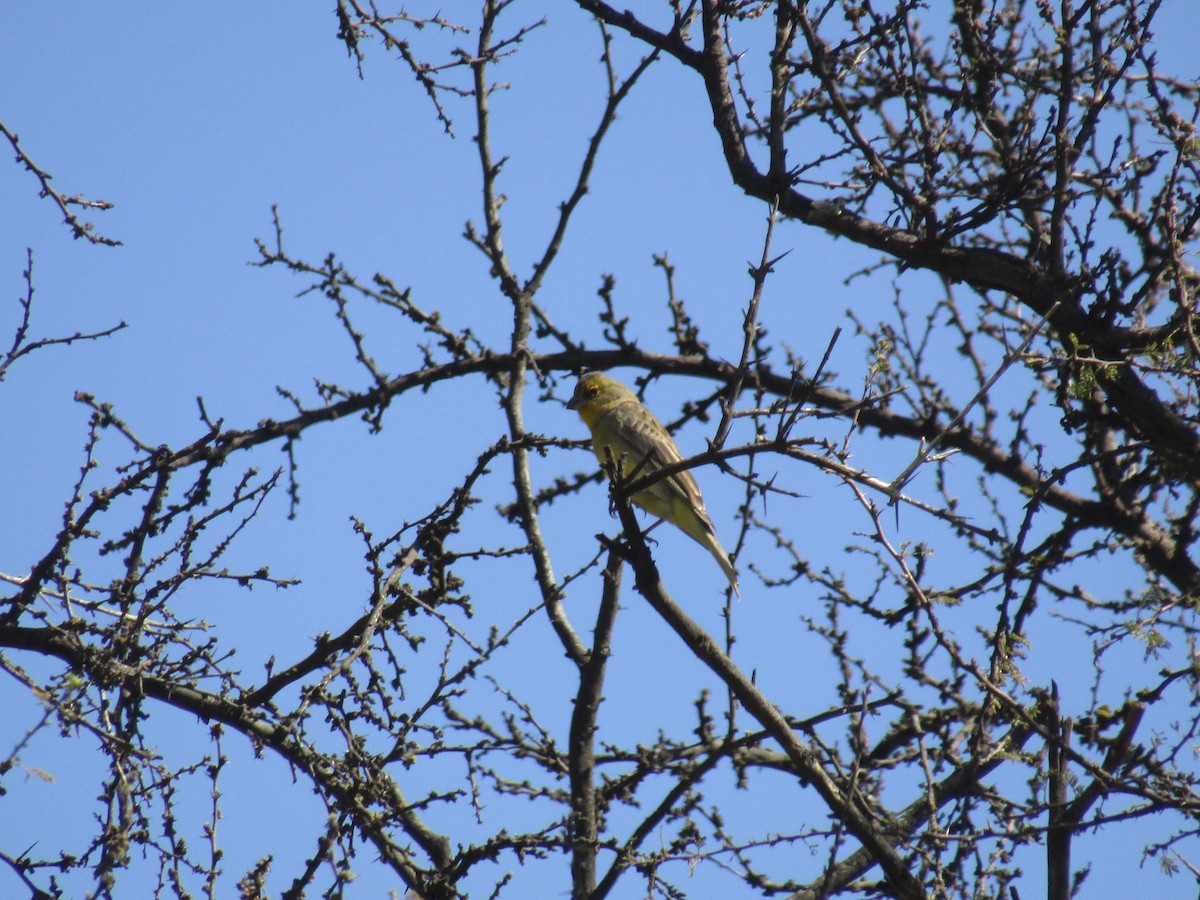 Grassland Yellow-Finch - ML485077601