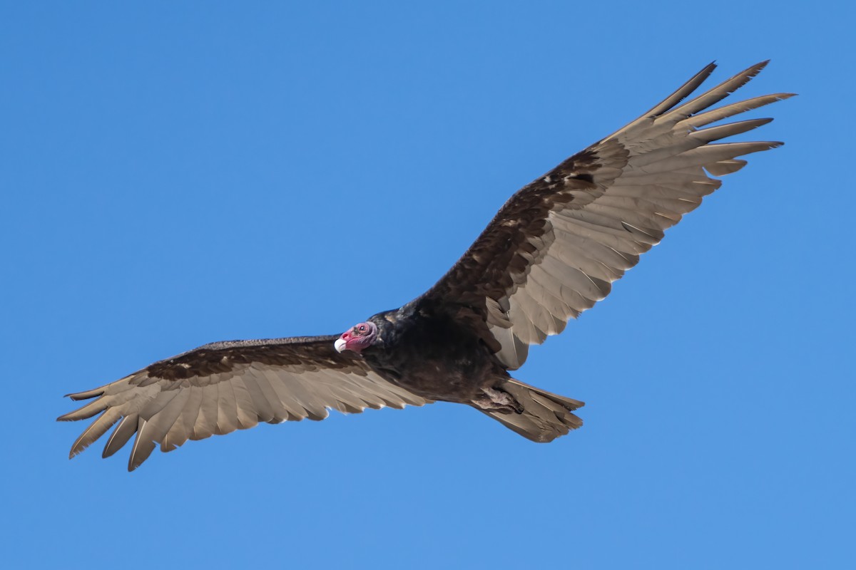 Turkey Vulture - Yixiu Liu